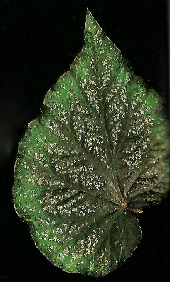 B. ‘Ole Sorenson’